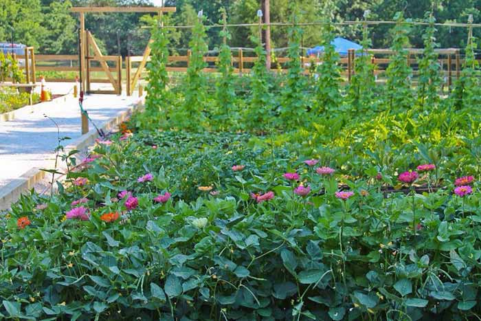 Bobby Lanier Farm Park Community Garden