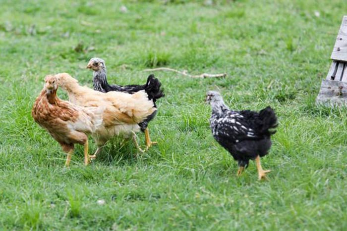 Bobby Lanier Farm Park Chicken Yard